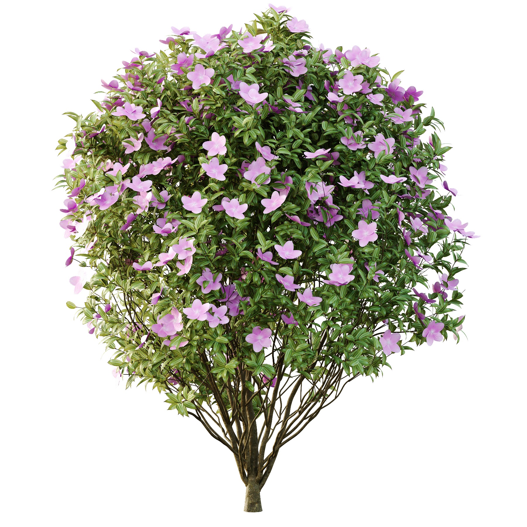 Tibouchina Semidecandra Bush 01 3D model_2