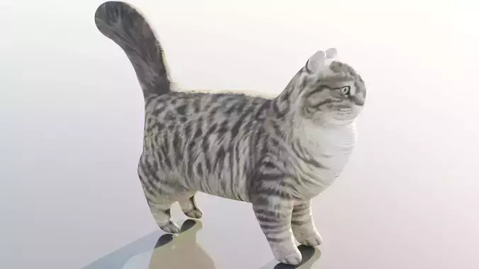Siberian Cat Free 3D model