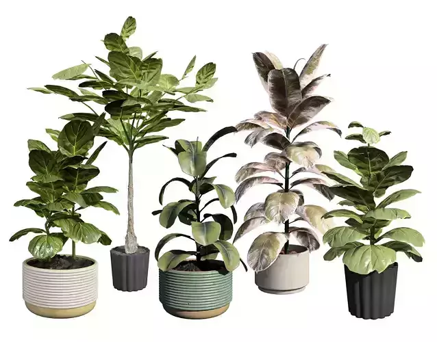 Fiddle Leaf Fig indoor plants collection Low-poly 3D model