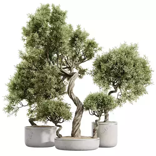 Mission Kalamata Leccino Arbequina Wilsonii Chemlali Olive Set47