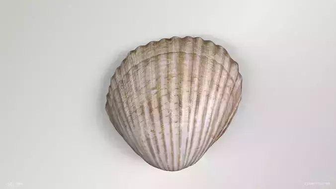 Cockle Shell Low-poly 3D model