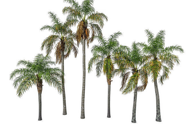 palm tree Free 3D model