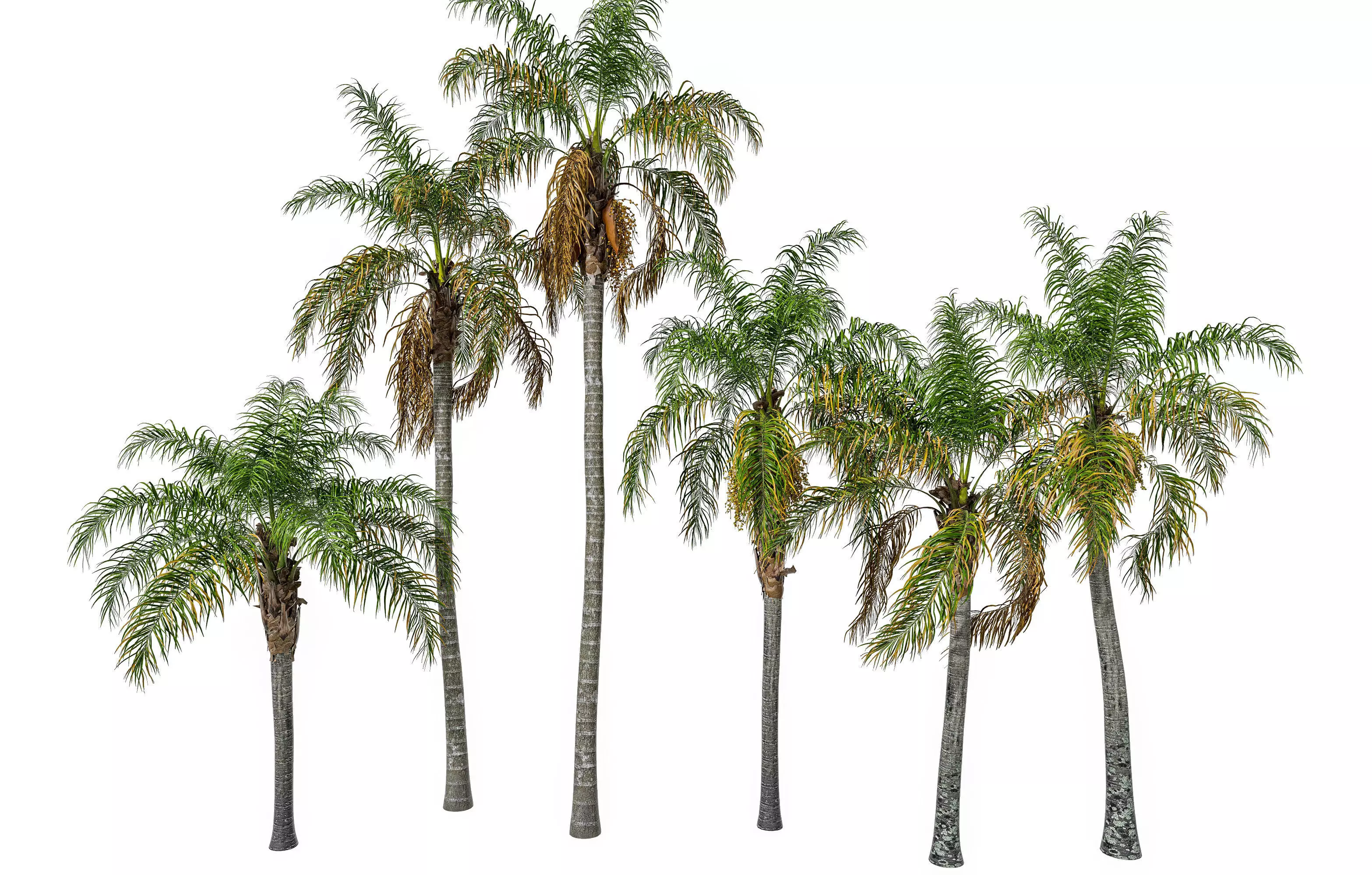palm tree Free 3D model