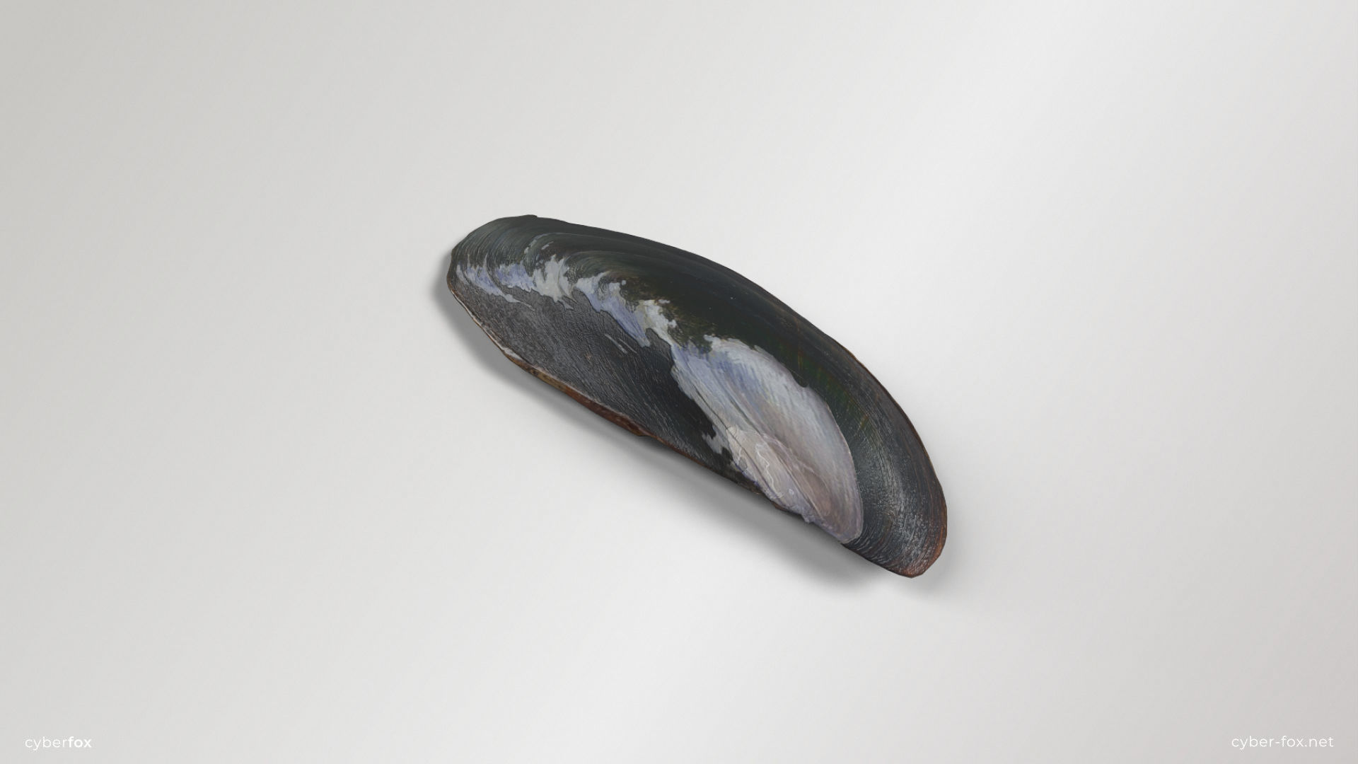 Mussel Shell Low-poly 3D model_5