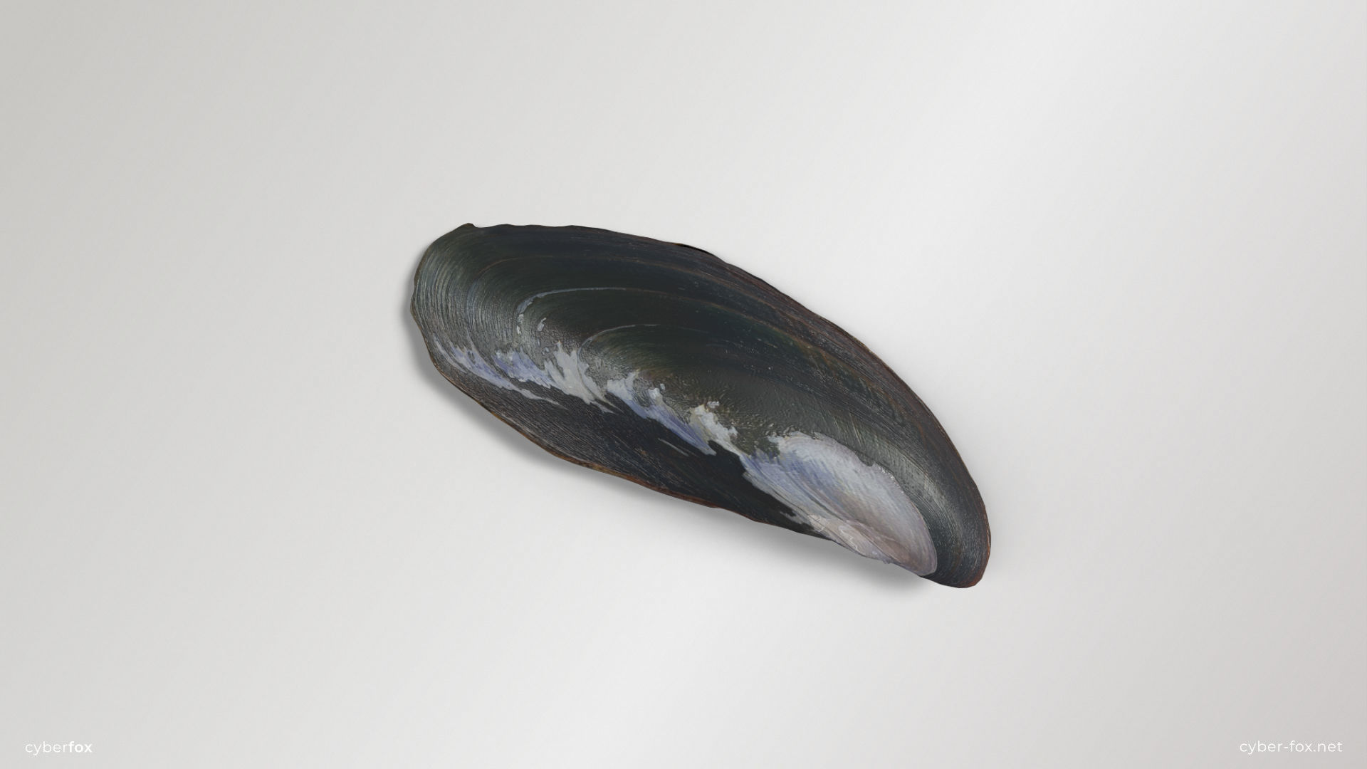 Mussel Shell Low-poly 3D model_9