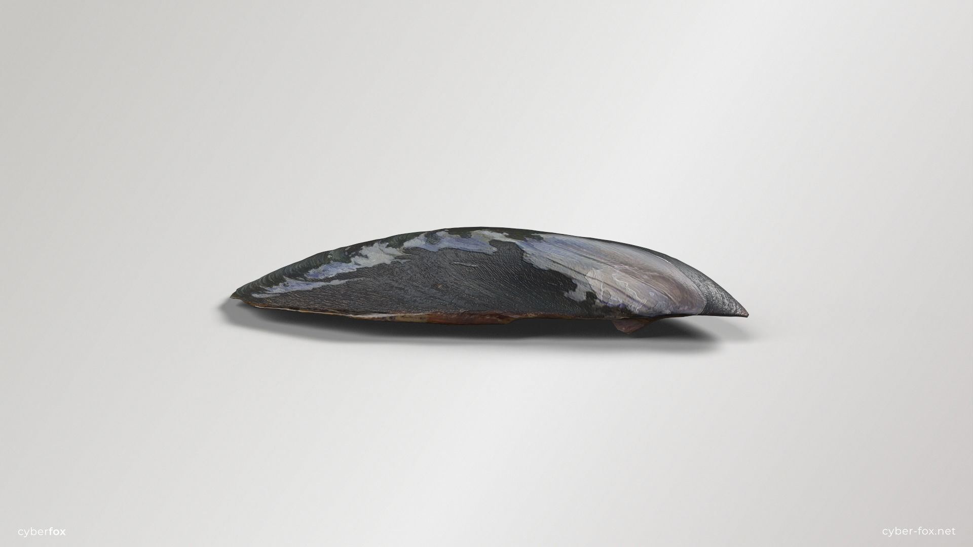 Mussel Shell Low-poly 3D model_6