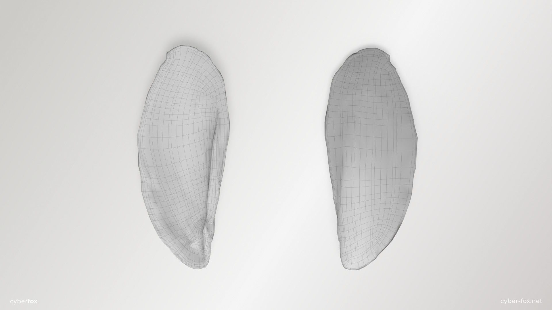 Mussel Shell Low-poly 3D model_11