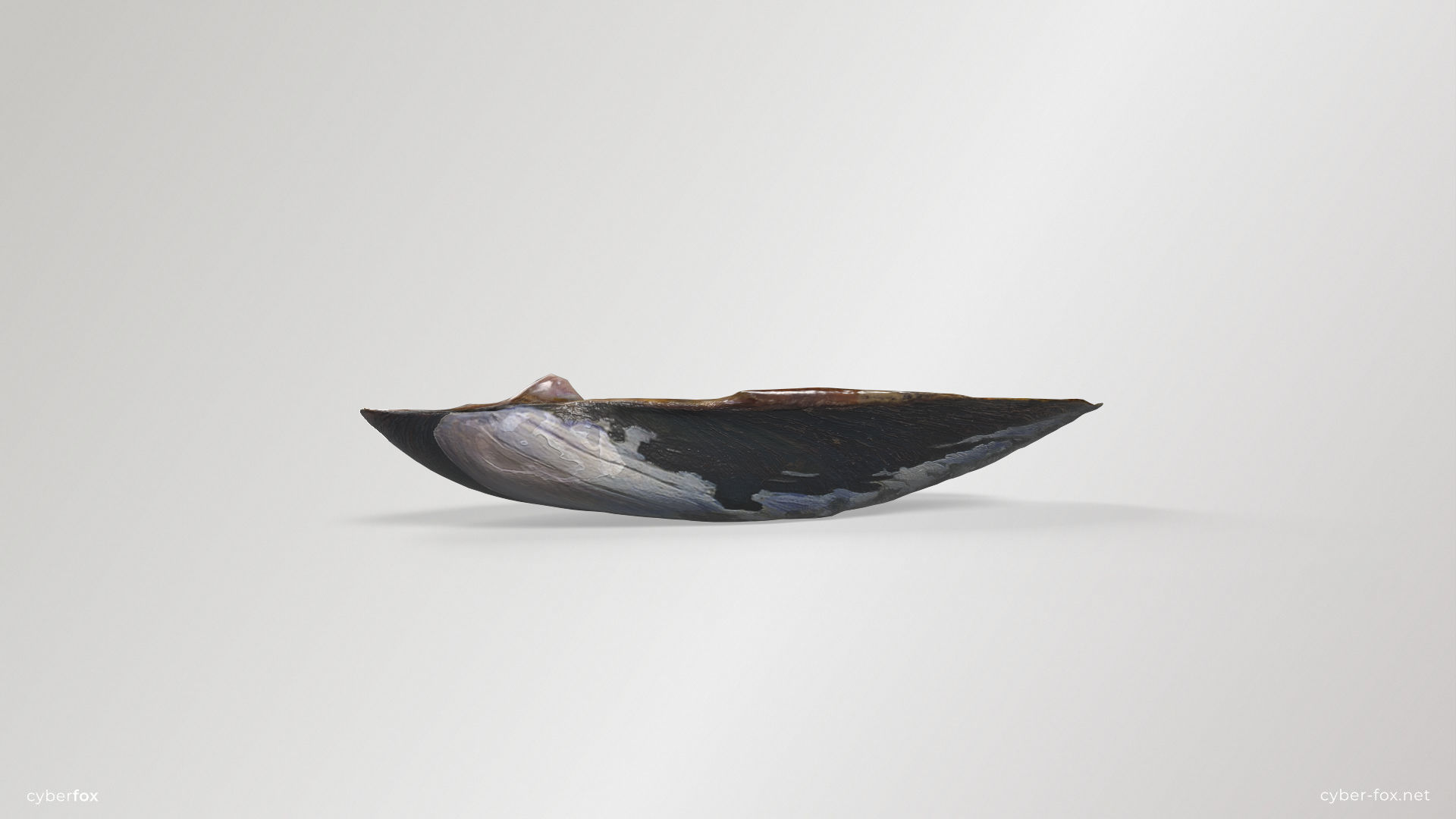 Mussel Shell Low-poly 3D model_10