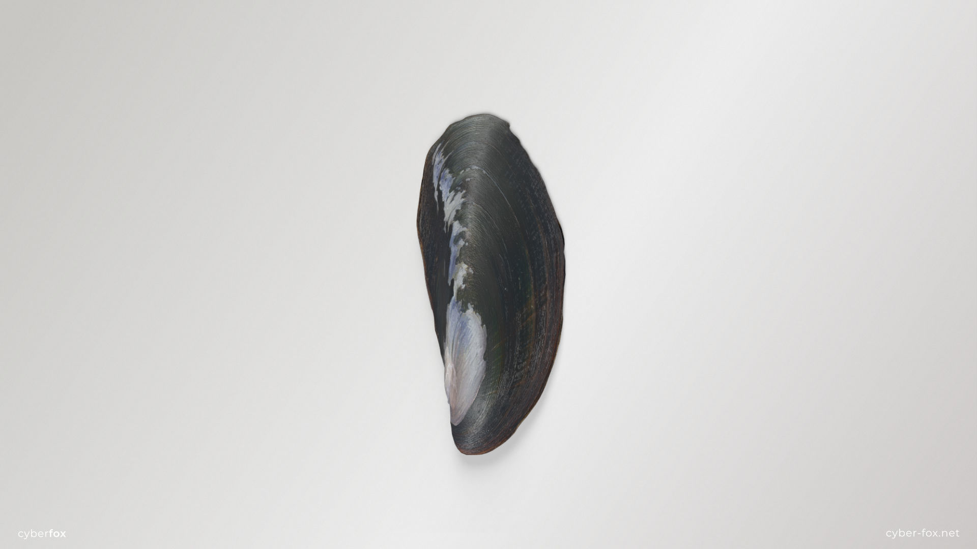 Mussel Shell Low-poly 3D model_1