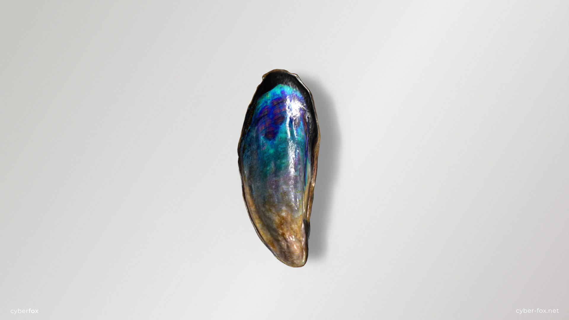 Mussel Shell Low-poly 3D model_3