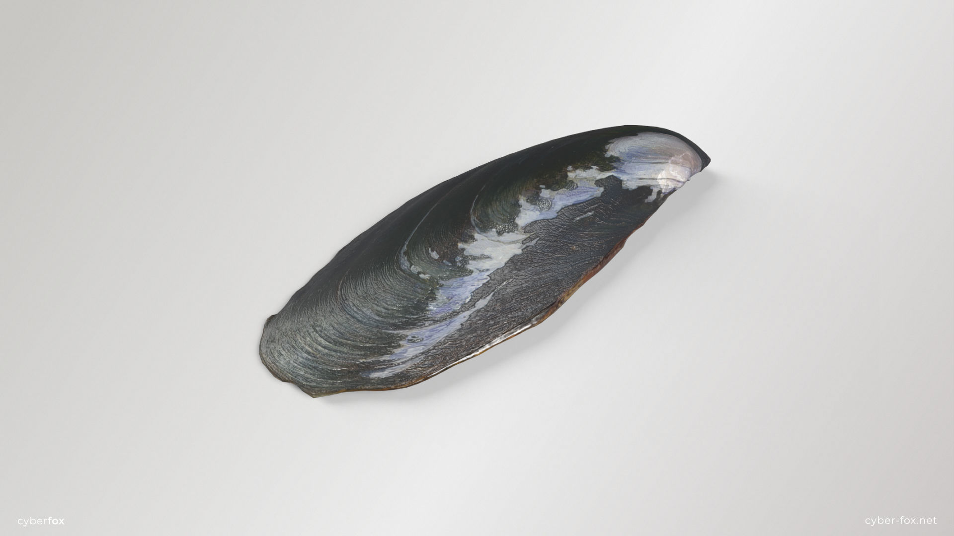 Mussel Shell Low-poly 3D model_7