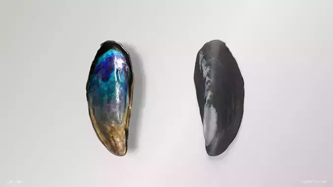 Mussel Shell Low-poly 3D model