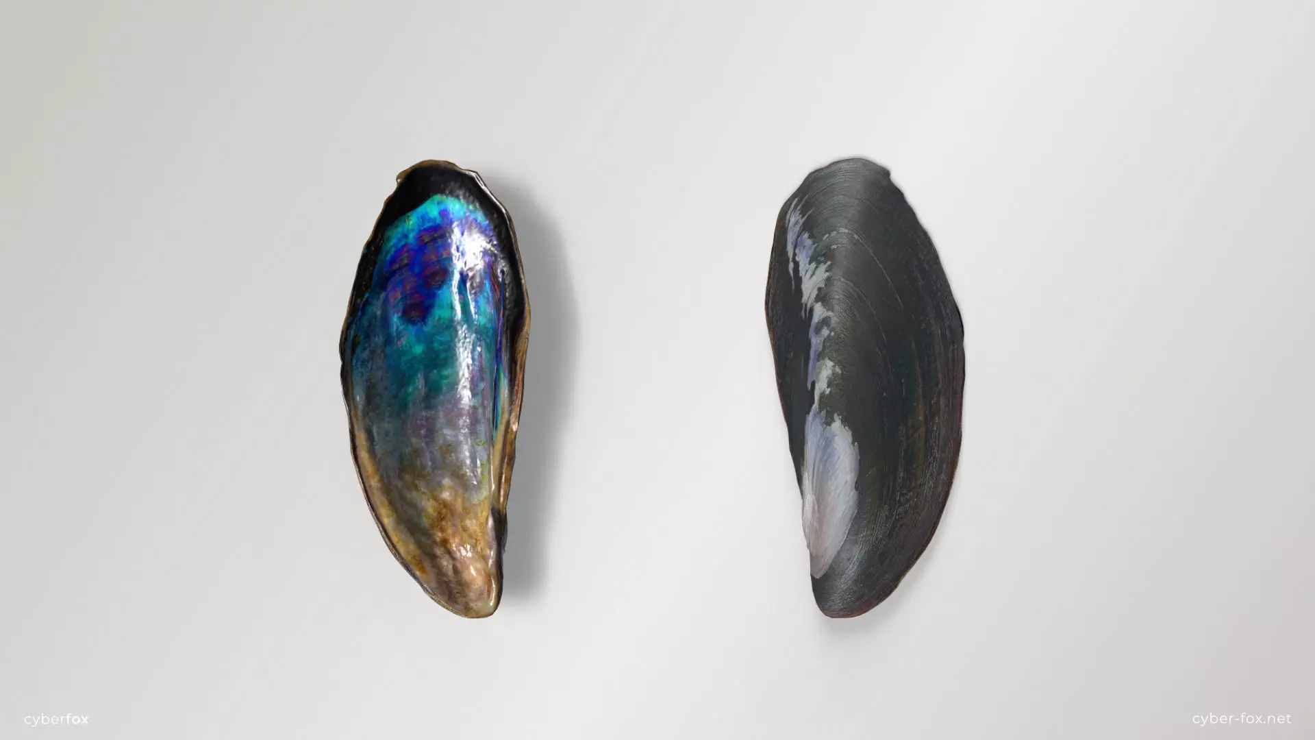 Mussel Shell Low-poly 3D model_0