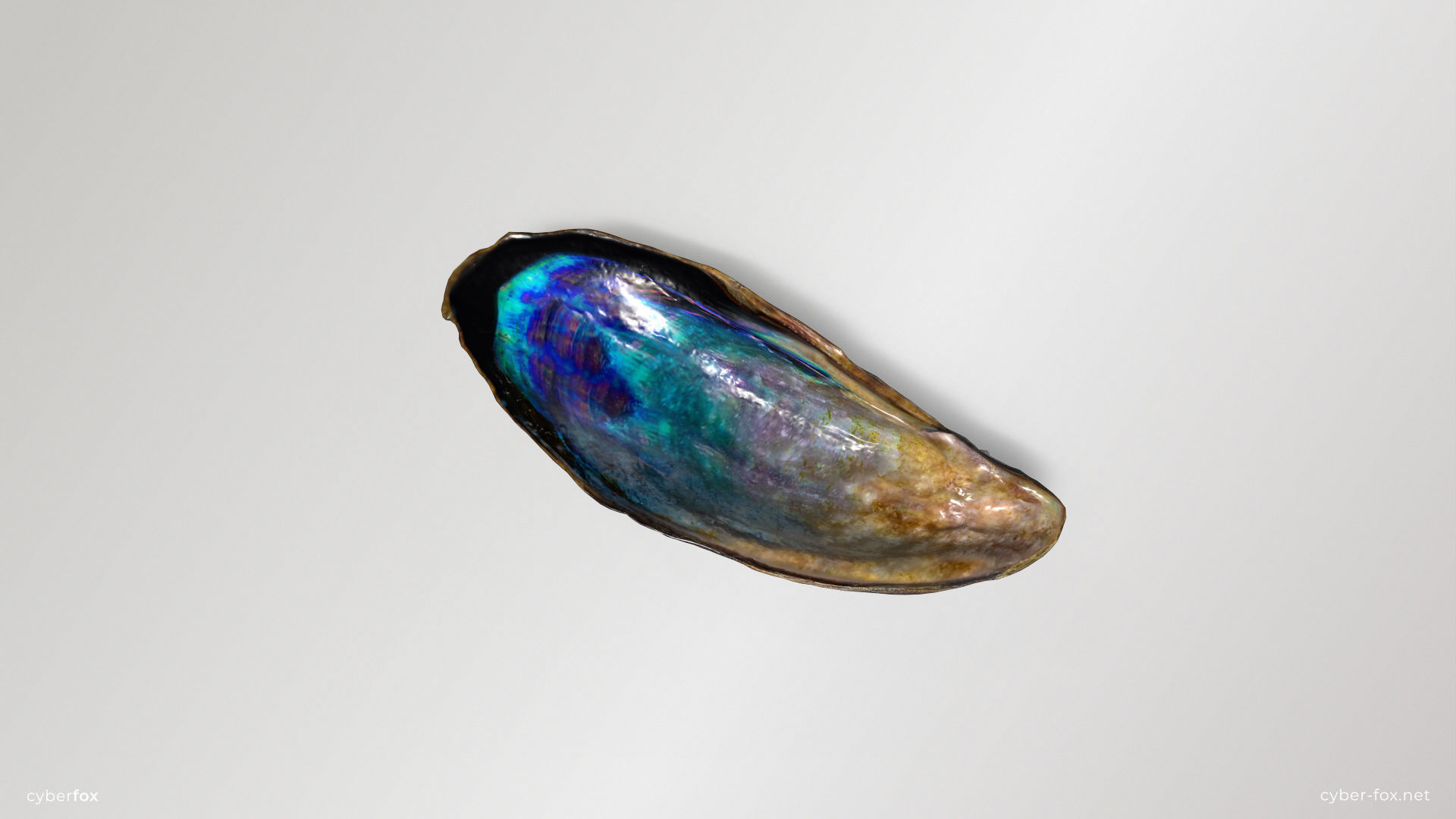 Mussel Shell Low-poly 3D model_4