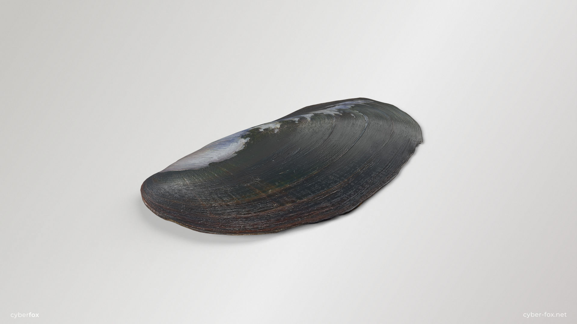 Mussel Shell Low-poly 3D model_8