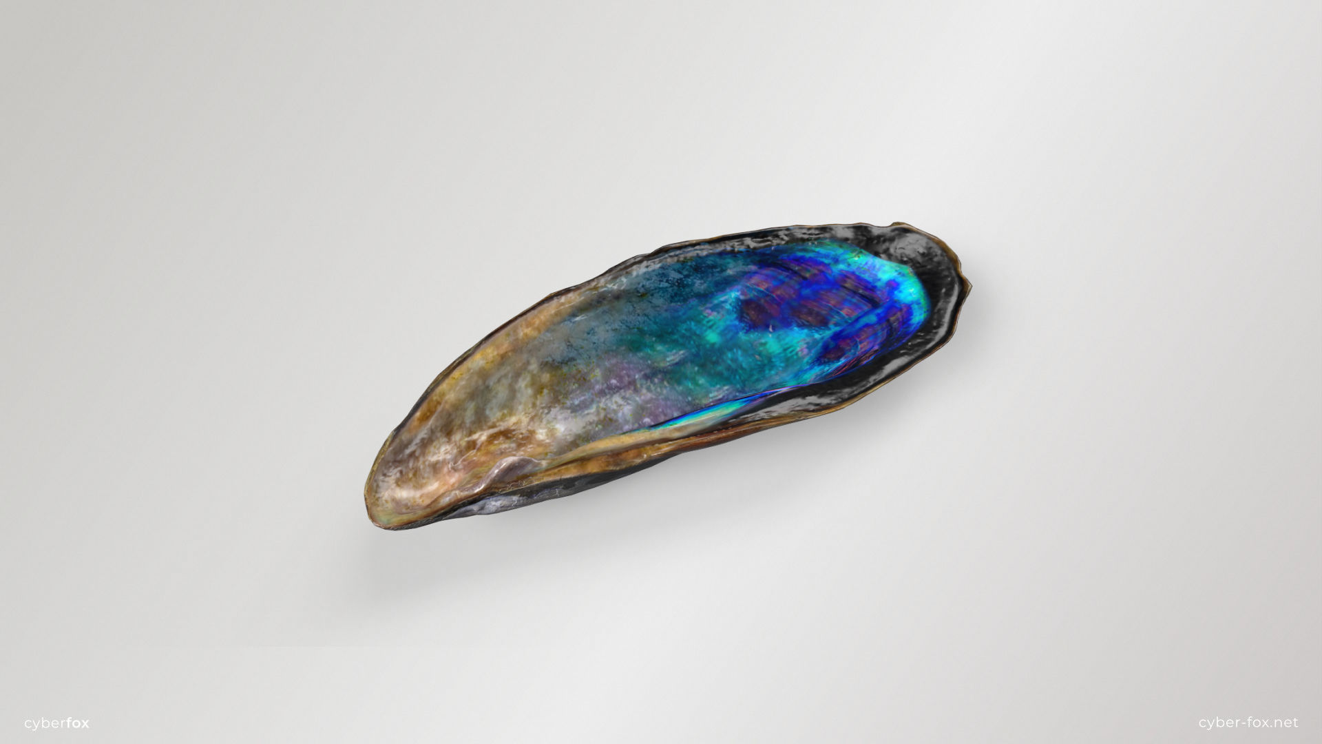 Mussel Shell Low-poly 3D model_2