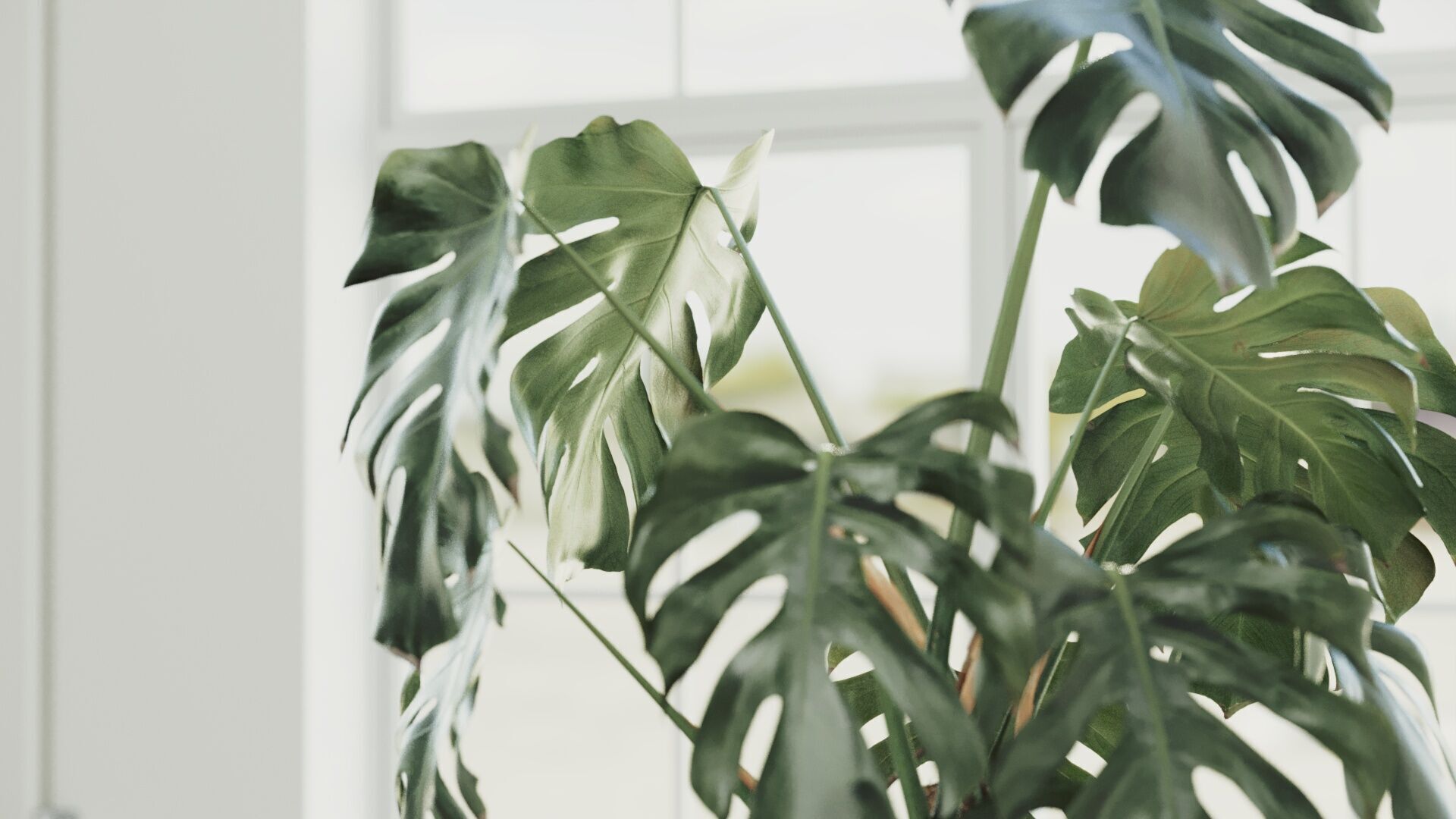 135cm Accurate high-poly Monstera Deliciosa in pot 3D model 3D model_3