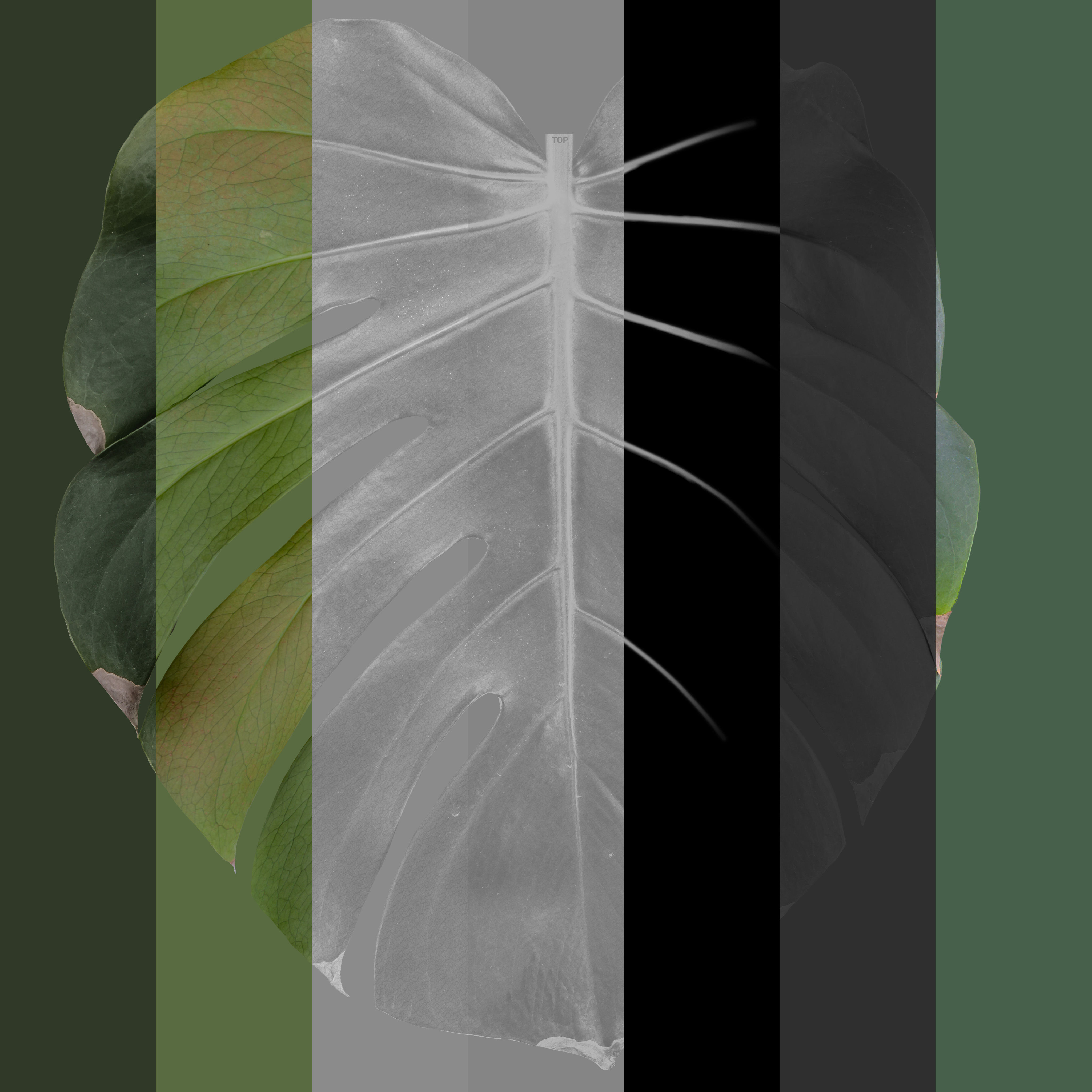 135cm Accurate high-poly Monstera Deliciosa in pot 3D model 3D model_9