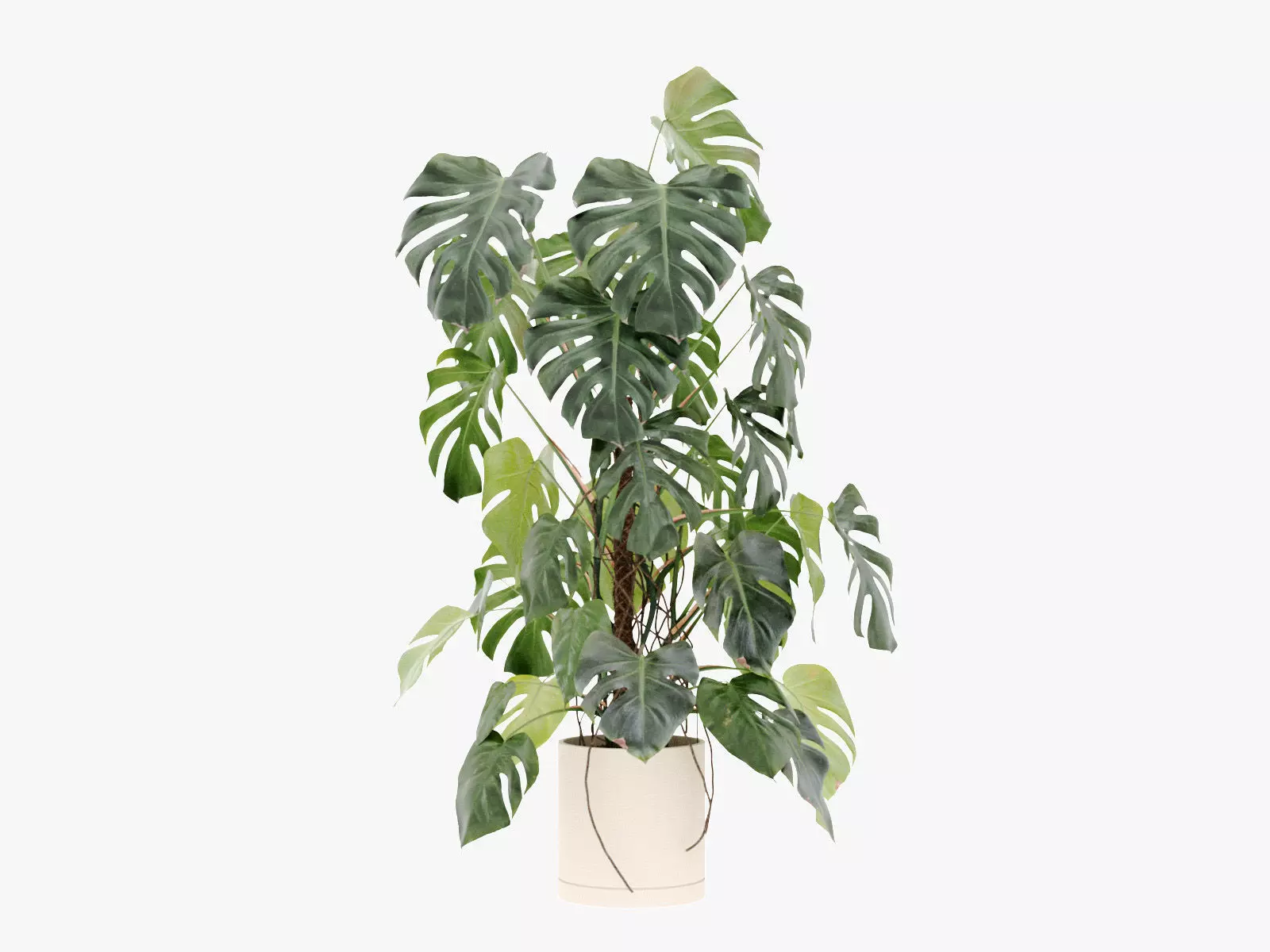 135cm Accurate high-poly Monstera Deliciosa in pot 3D model 3D model_0