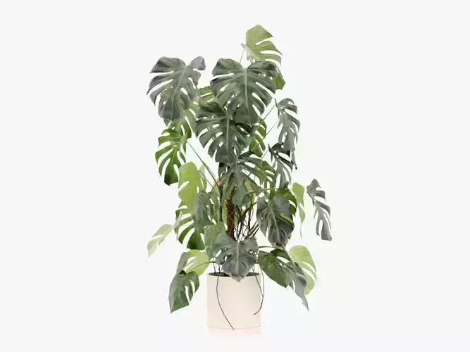 135cm Accurate high-poly Monstera Deliciosa in pot 3D model