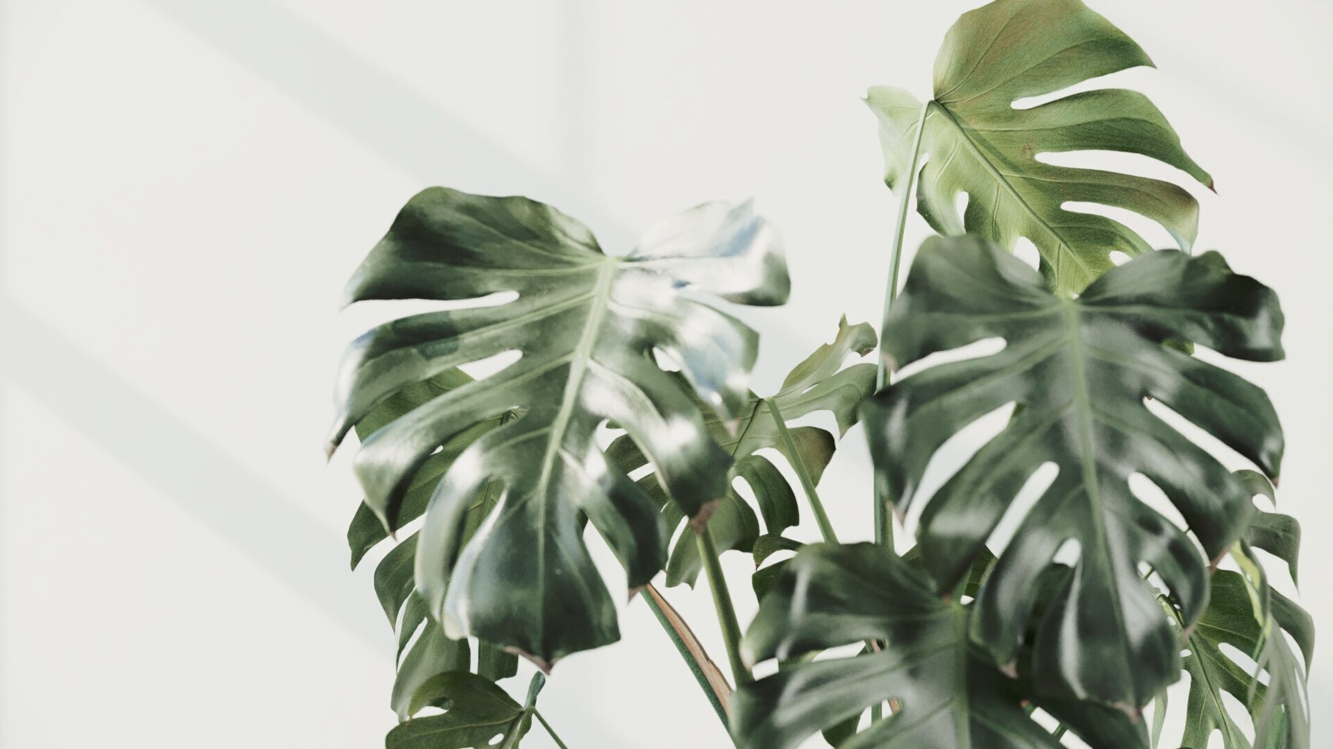 135cm Accurate high-poly Monstera Deliciosa in pot 3D model 3D model_5