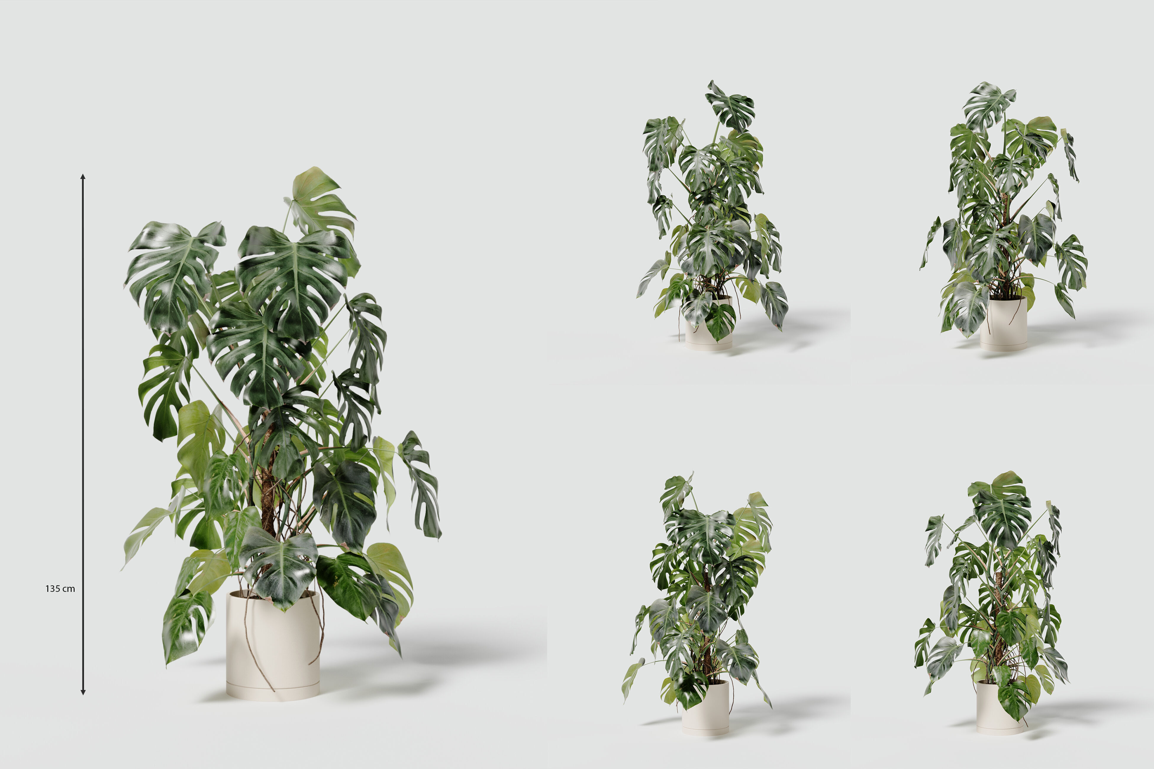 135cm Accurate high-poly Monstera Deliciosa in pot 3D model 3D model_7