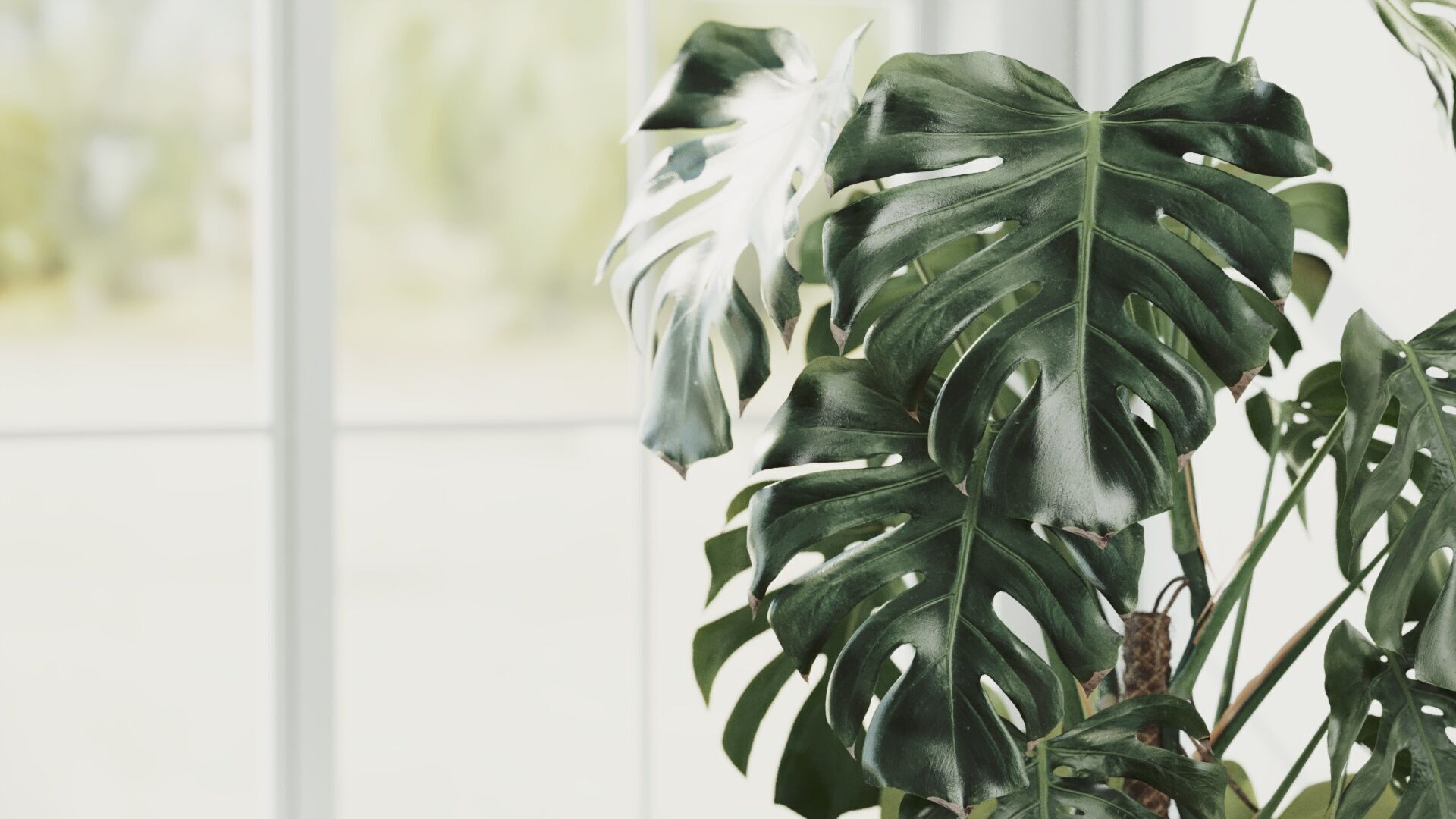 135cm Accurate high-poly Monstera Deliciosa in pot 3D model 3D model_6