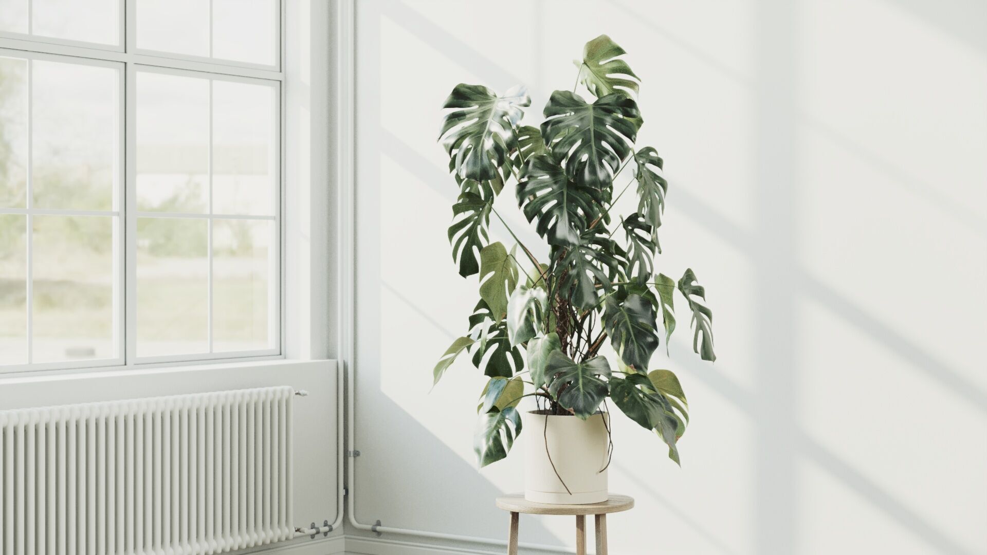 135cm Accurate high-poly Monstera Deliciosa in pot 3D model 3D model_2