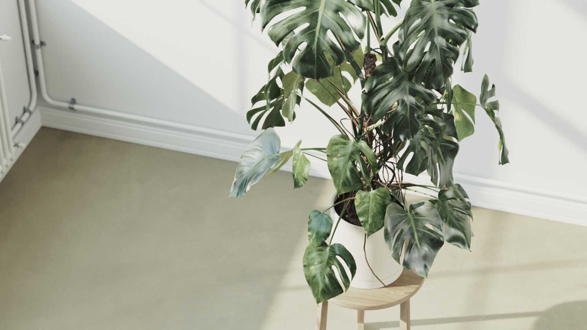 135cm Accurate high-poly Monstera Deliciosa in pot 3D model 3D model_4