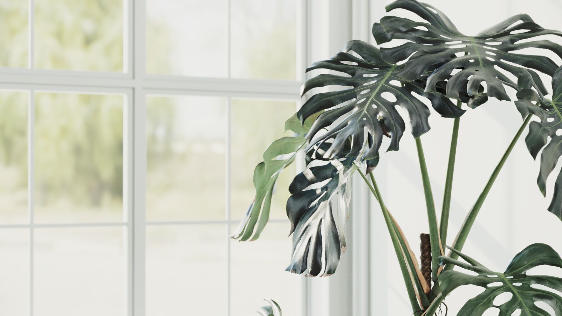 153cm Accurate High-poly Monstera Deliciosa in pot 3D model_6