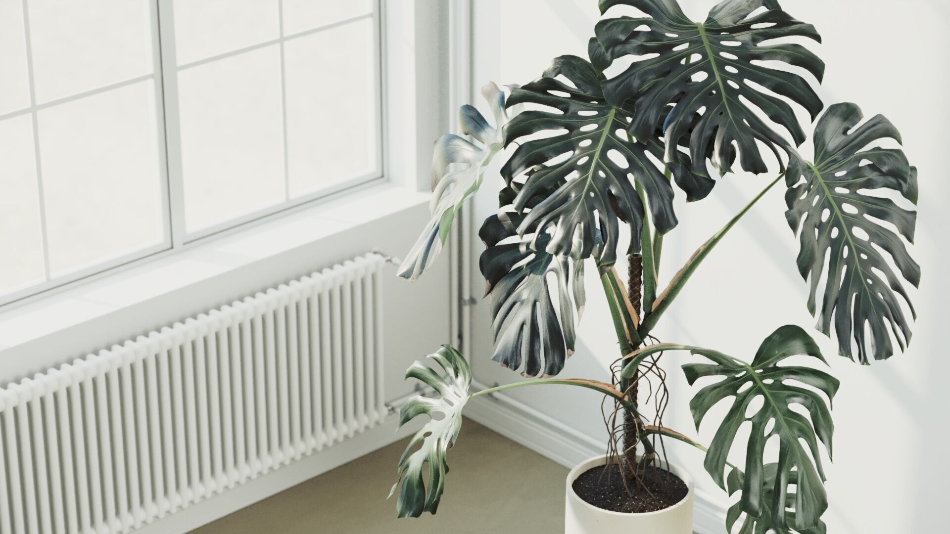 153cm Accurate High-poly Monstera Deliciosa in pot 3D model_5