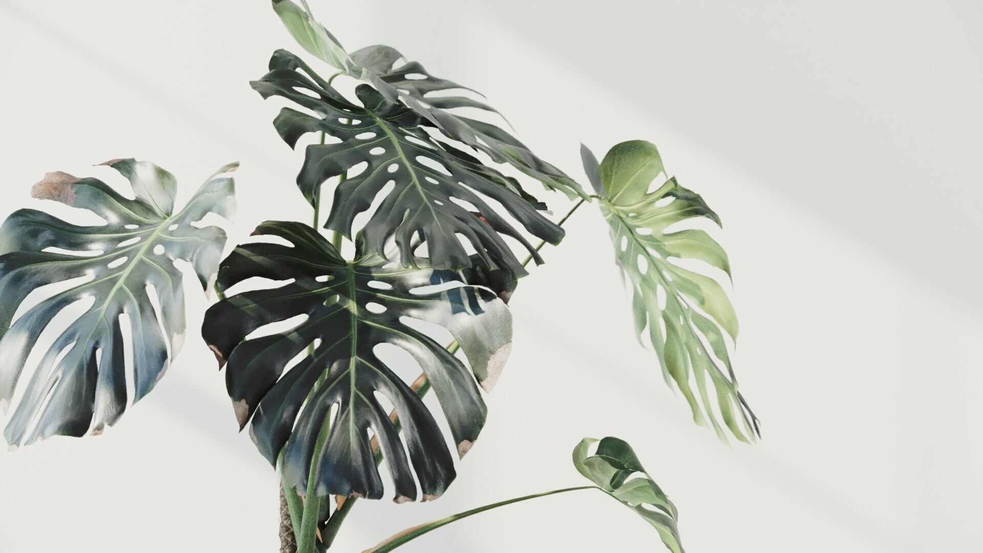 153cm Accurate High-poly Monstera Deliciosa in pot 3D model_3