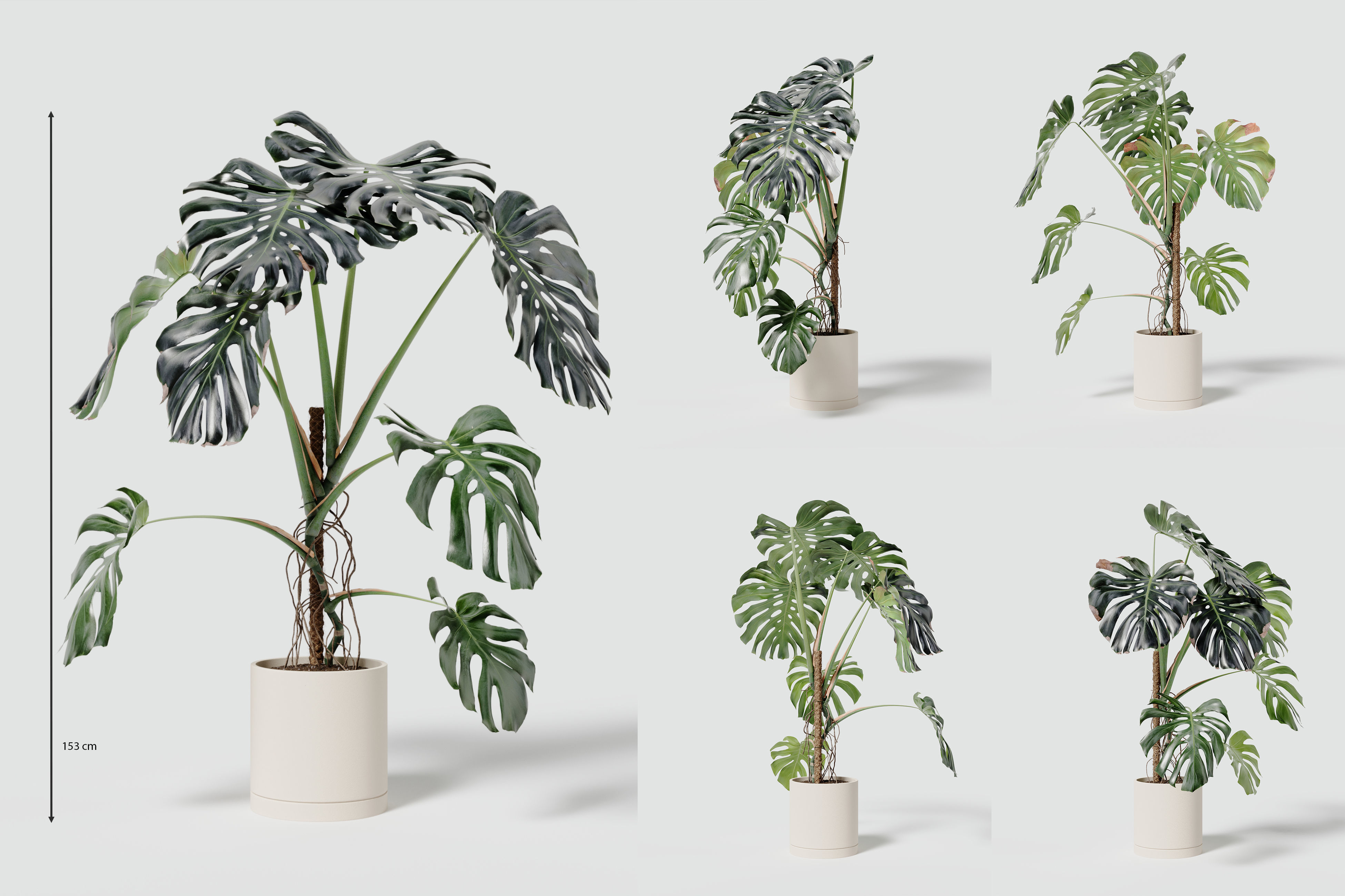 153cm Accurate High-poly Monstera Deliciosa in pot 3D model_7