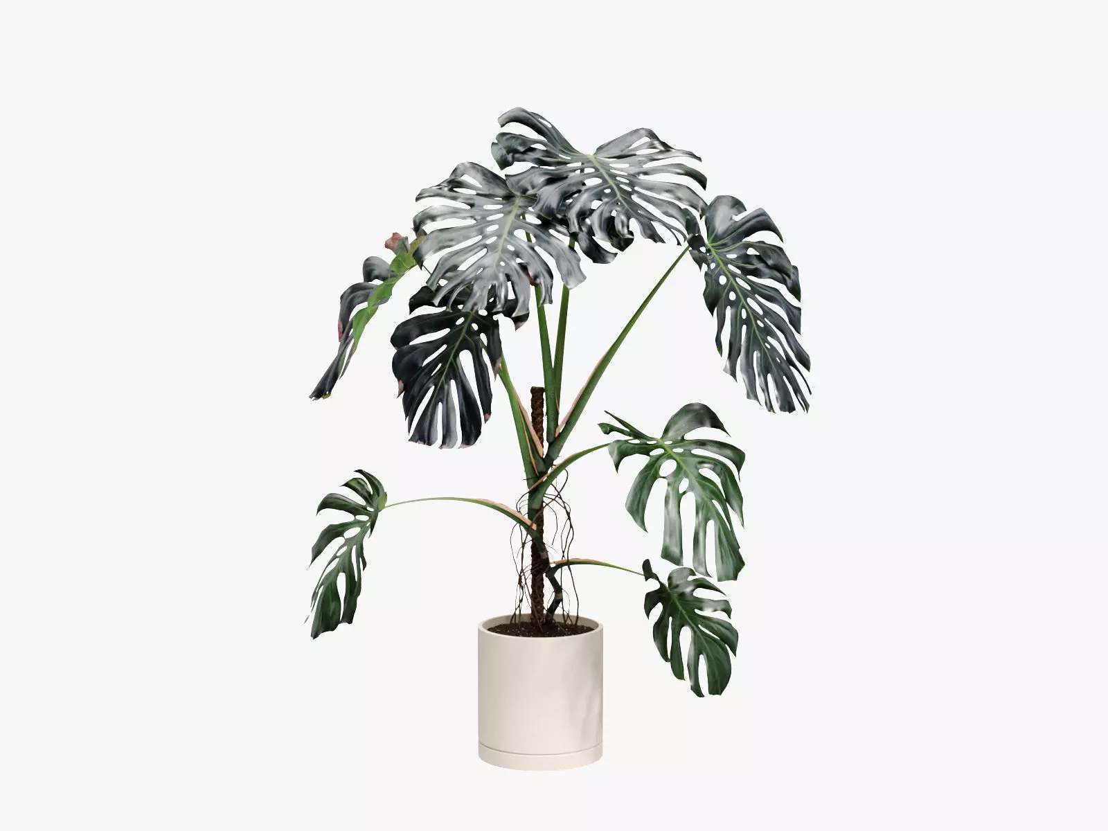 153cm Accurate High-poly Monstera Deliciosa in pot 3D model_0