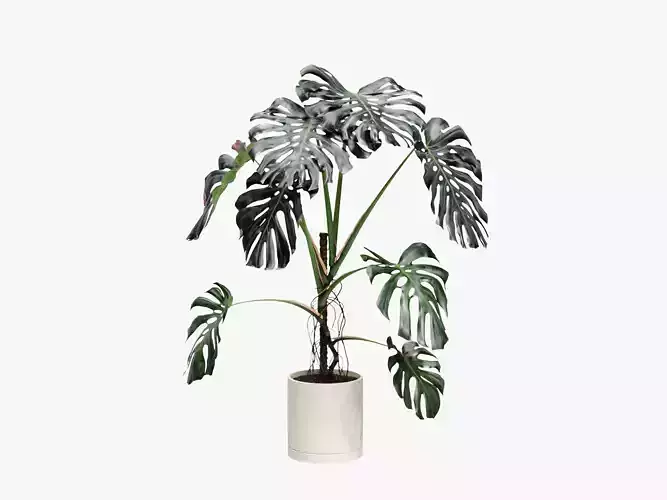 153cm Accurate High-poly Monstera Deliciosa in pot