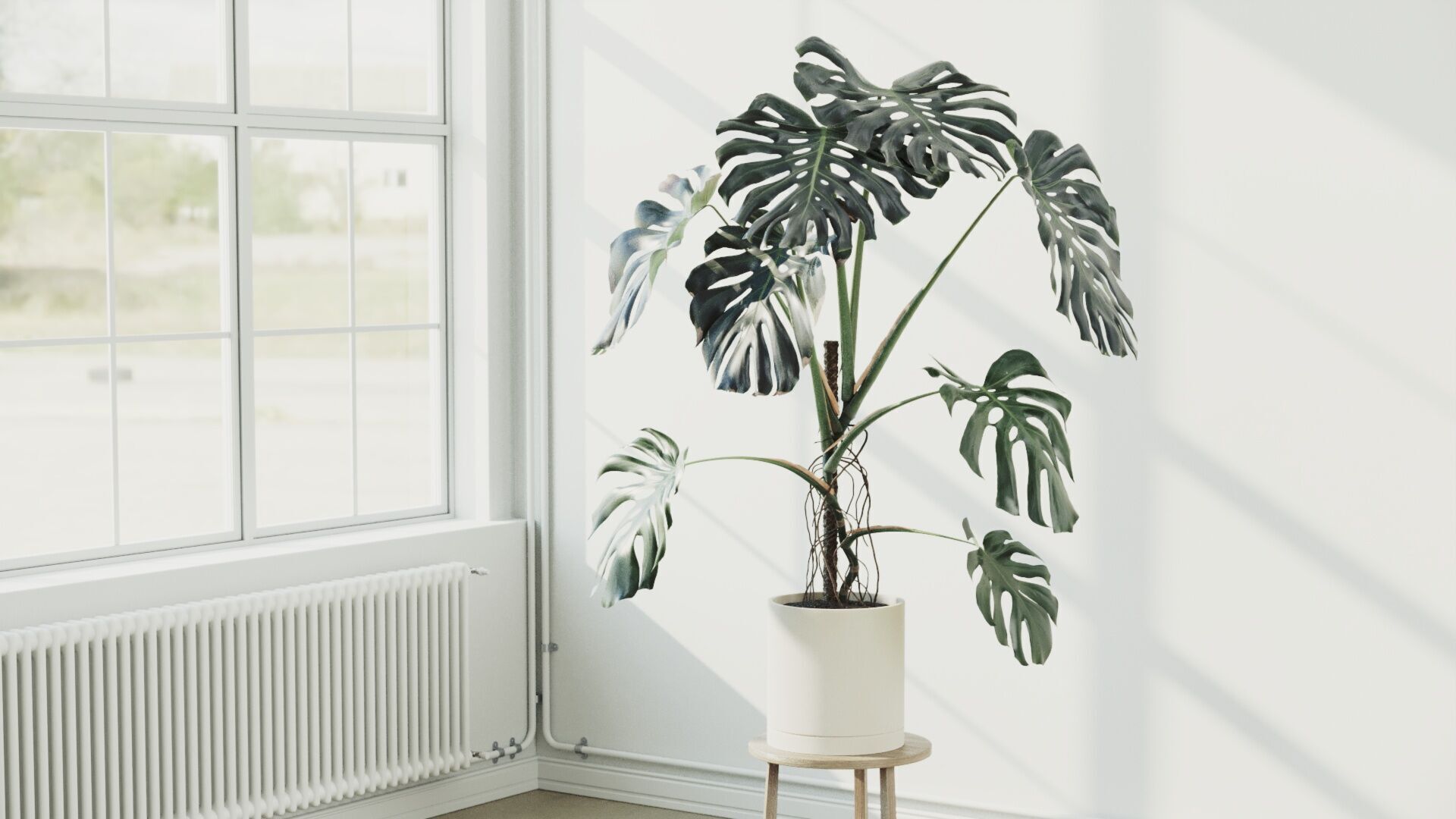 153cm Accurate High-poly Monstera Deliciosa in pot 3D model_2