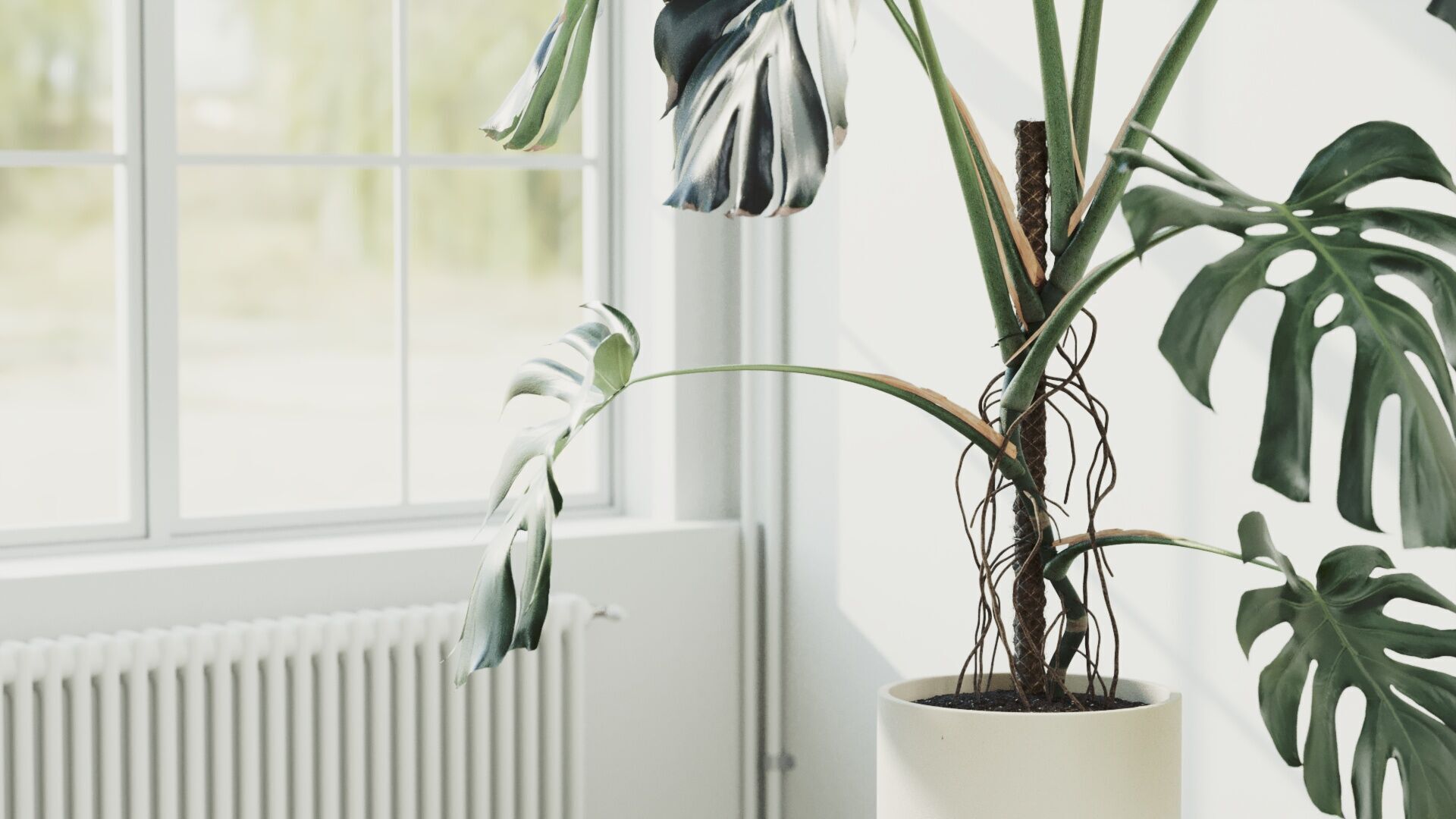 153cm Accurate High-poly Monstera Deliciosa in pot 3D model_4