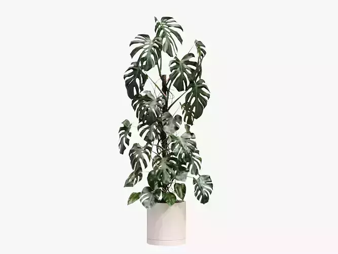204cm Accurate high-poly Monstera Deliciosa in pot 3D model