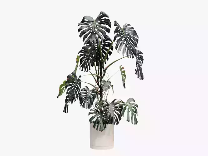 245cm Accurate High-poly Monstera Deliciosa in pot 3D model