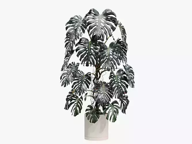 300cm Accurate high-poly Monstera Deliciosa in pot 3D model
