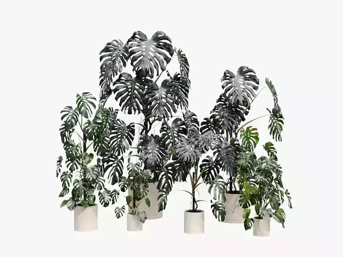 Accurate Monstera Deliciosa in pot set of 6 plants