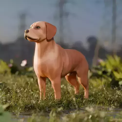 Dog Labrador Retriever Animal