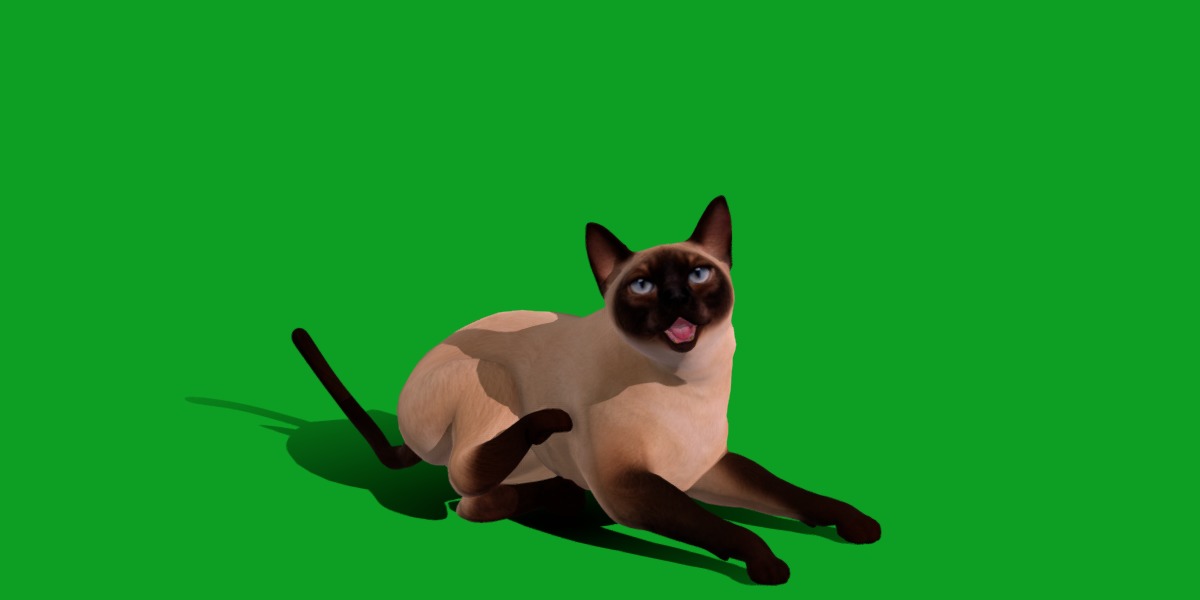 Tonkinese Cat Low-poly 3D model_14