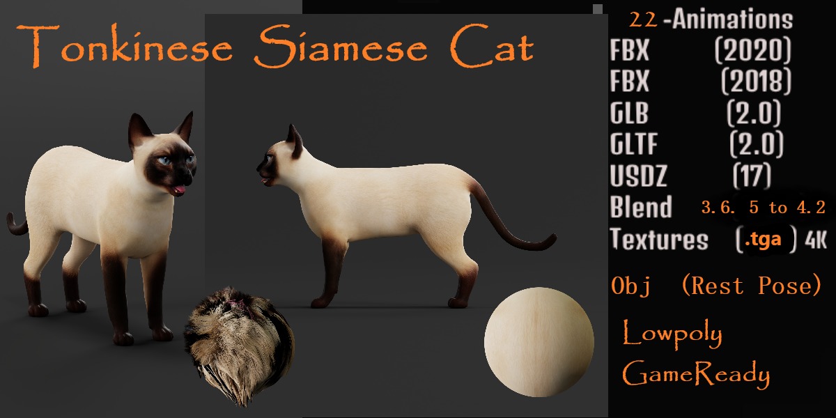Tonkinese Cat Low-poly 3D model_2