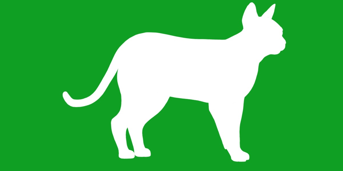 Tonkinese Cat Low-poly 3D model_29