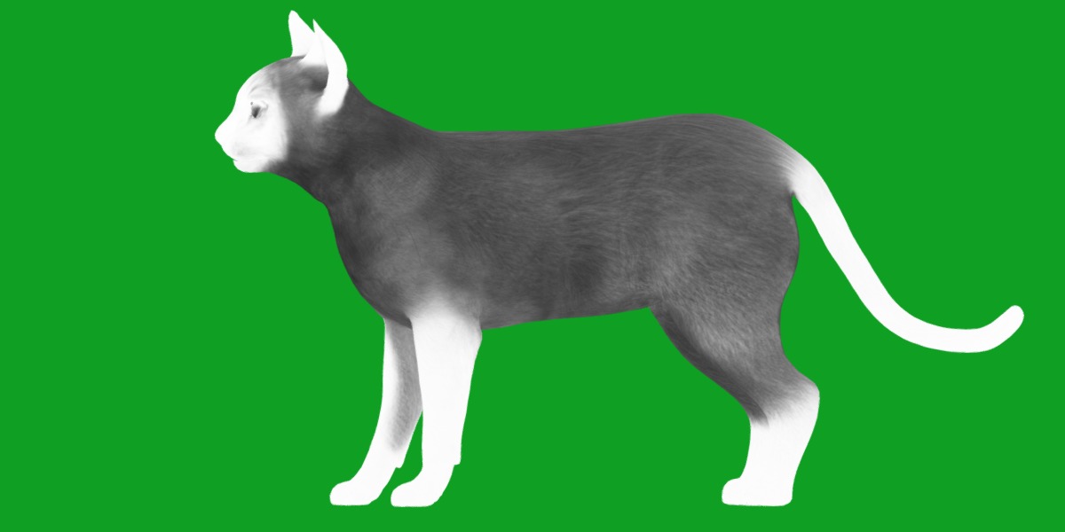 Tonkinese Cat Low-poly 3D model_7