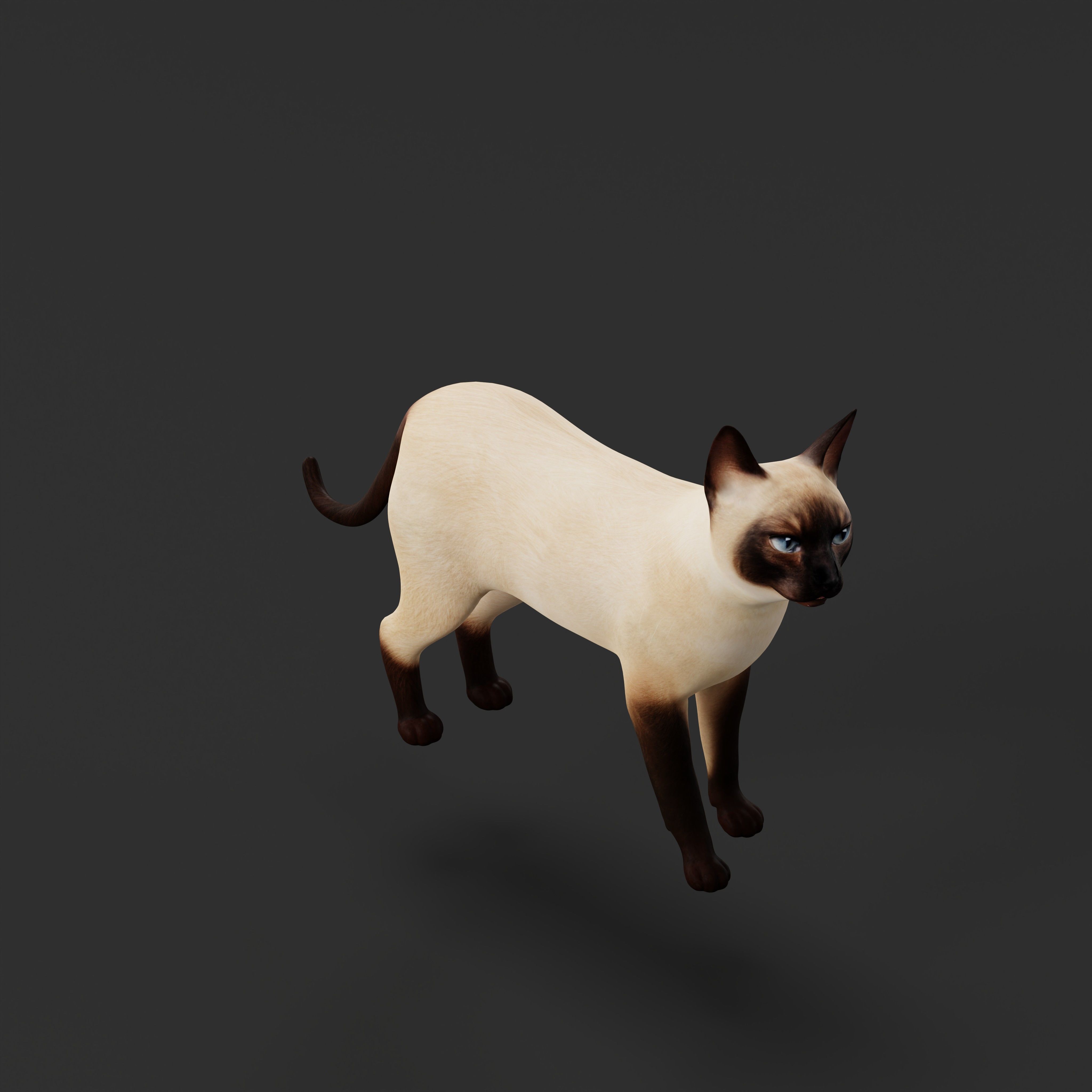 Tonkinese Cat Low-poly 3D model_38