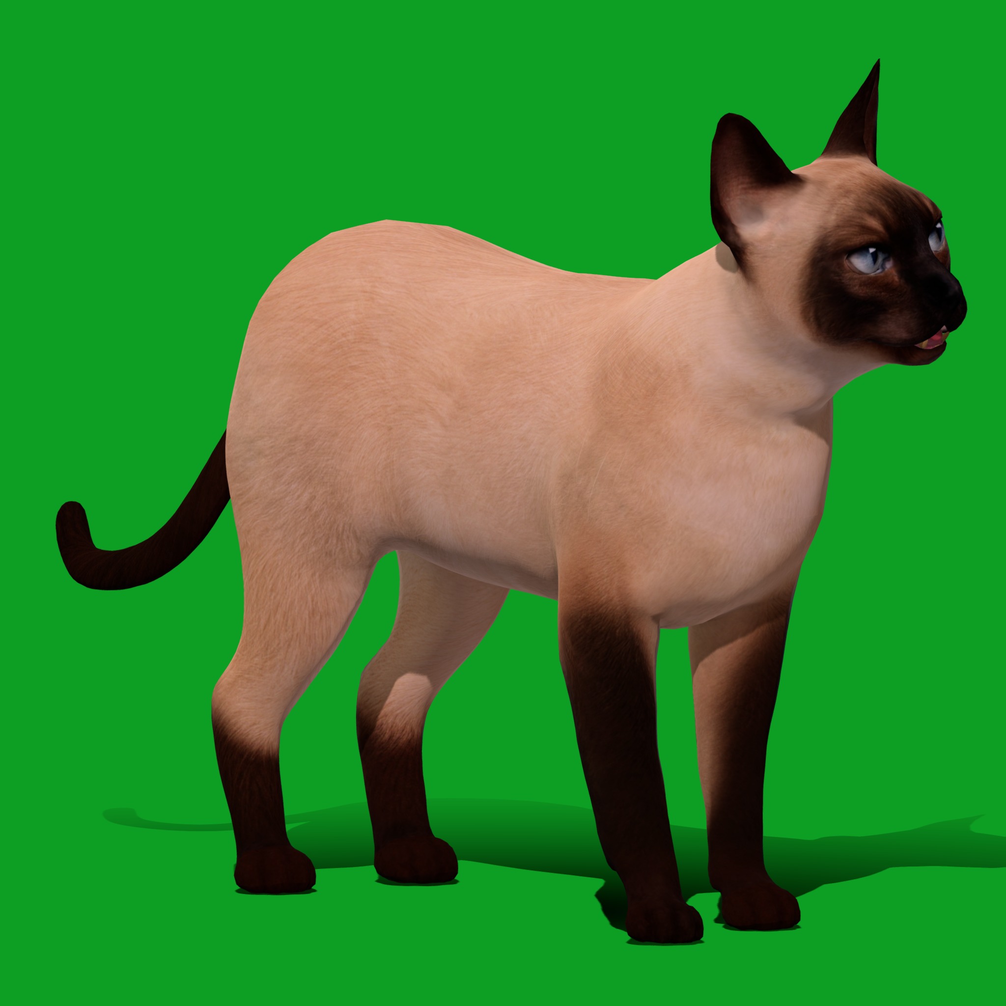 Tonkinese Cat Low-poly 3D model_22