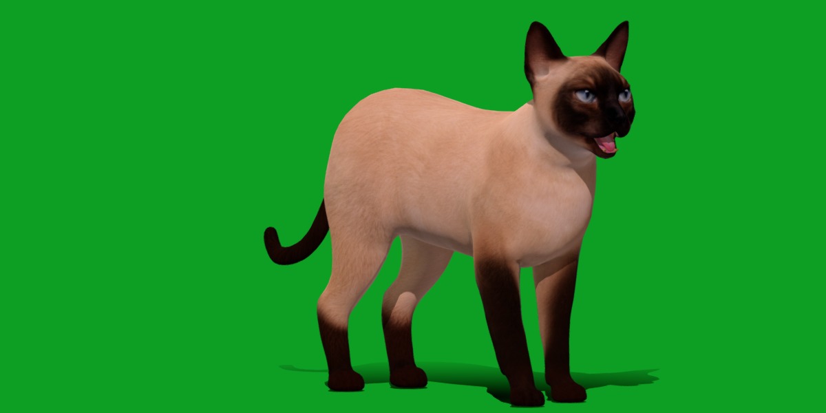 Tonkinese Cat Low-poly 3D model_20