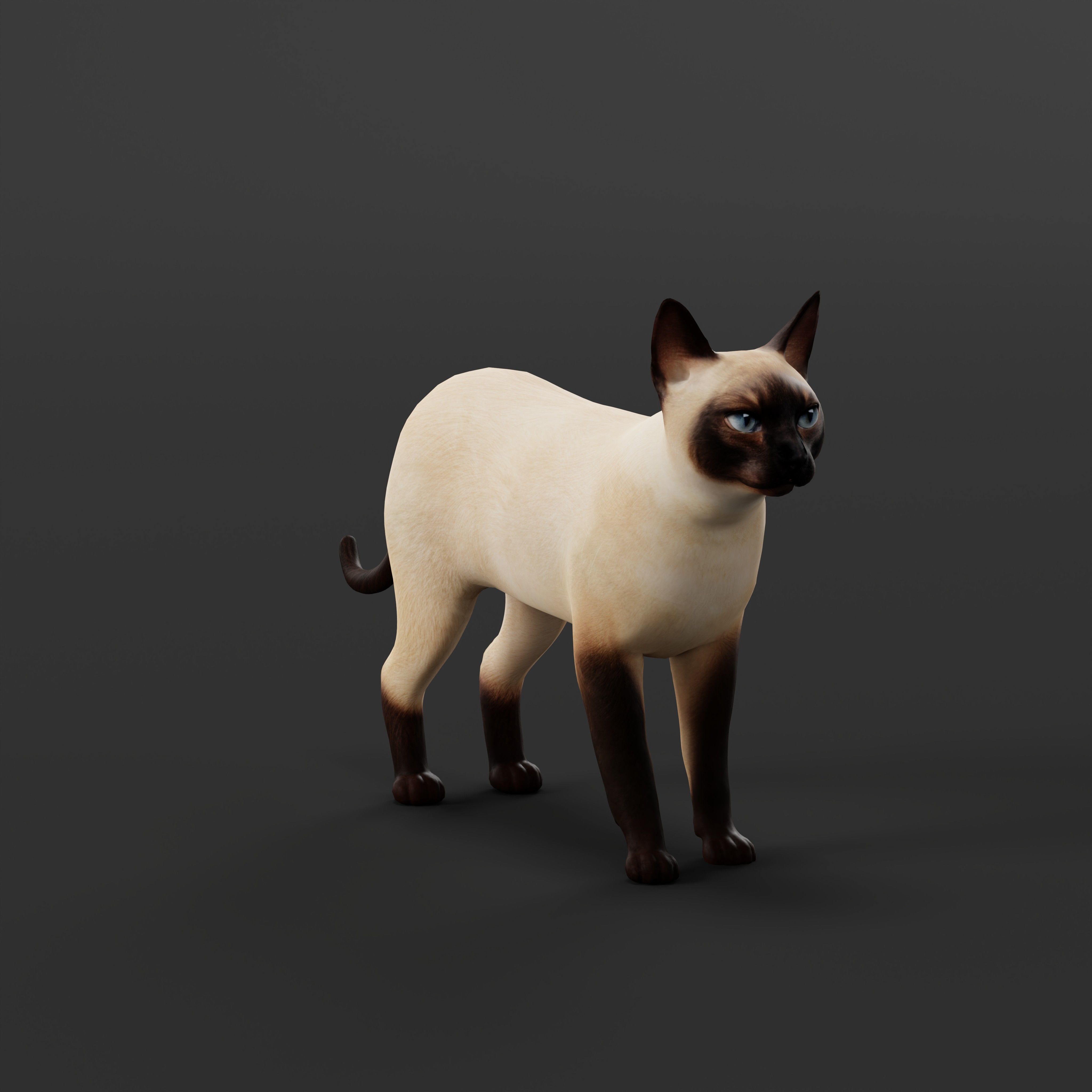 Tonkinese Cat Low-poly 3D model_36